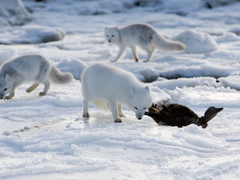 מהם הרגלי השועלים הארקטיים?