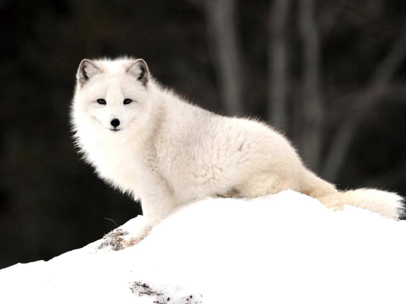 שועלים ארקטיים הם בעלי חיים מסחריים נושאי פרווה