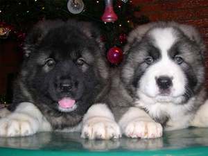 גורי רועים קווקזי: מאפייני גזע ותמונות