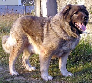 איך מתנהג גור קווקזי?