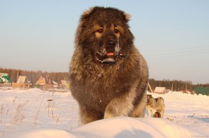 כלב רועים קווקזי