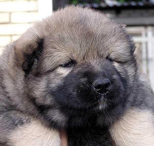 המראה של הכלב