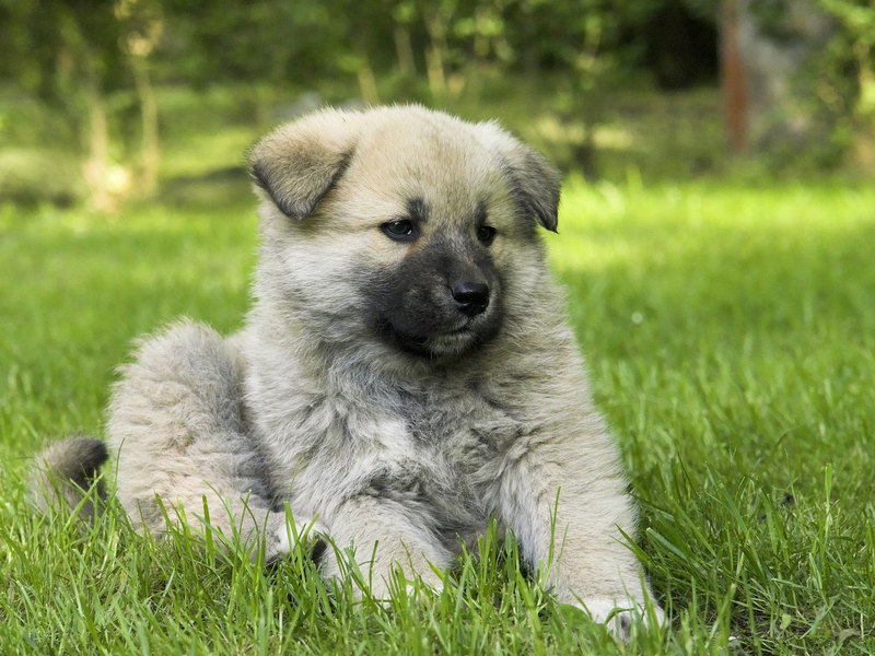 שמירה על גור כלבים