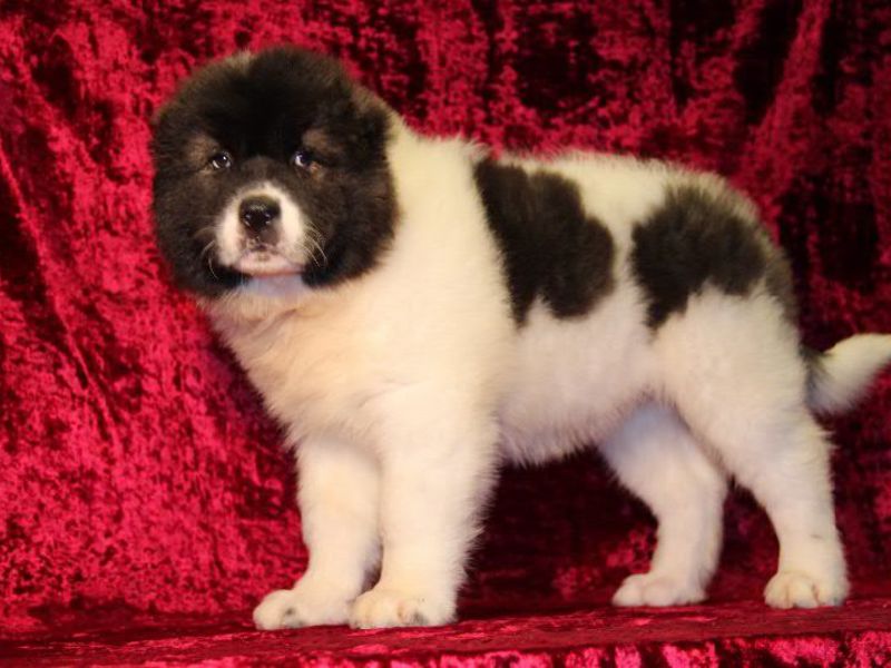 גור רועה קווקזי והוראות טיפול