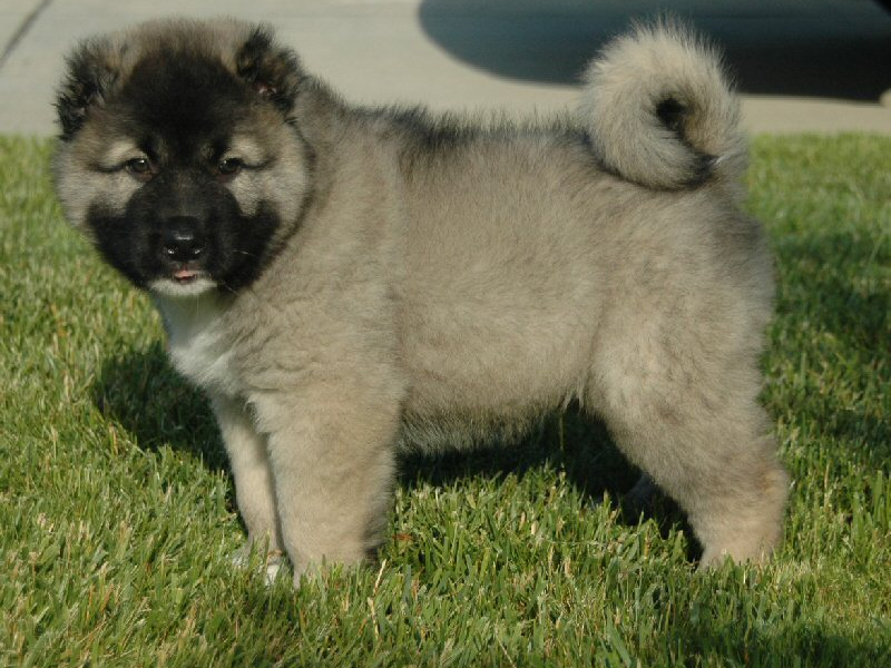 תיאור הקווקז