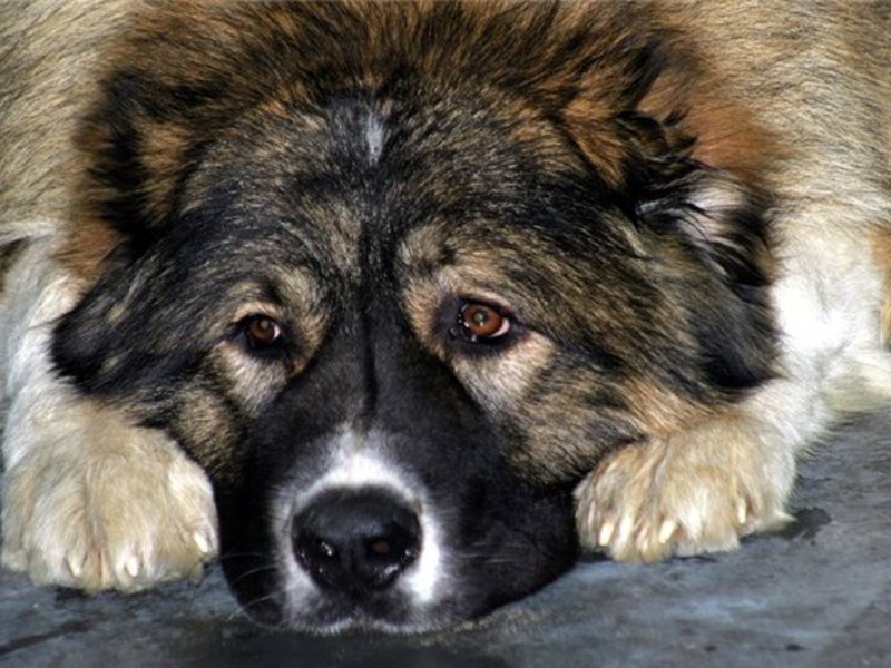 טיפול ותחזוקה של גורים