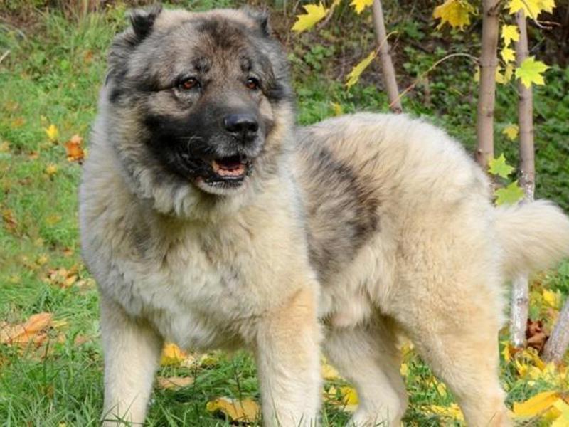 קווקזים והטיפול בהם