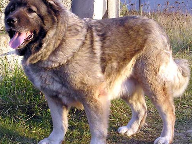 כלבי רועים קווקזיים ומראהם