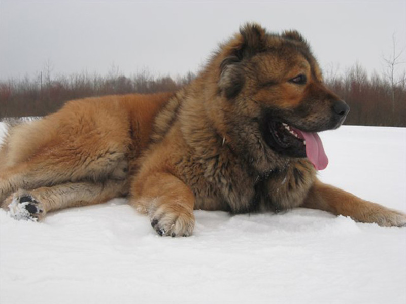 איך לטפל בגורי אבצ'רקה