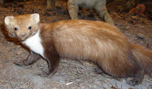 איך נראה מרטן האבן של חיית היער?