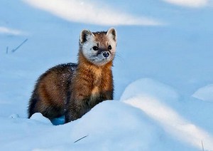 מה אוכל מרטן האבן? תזונתו של האורנים