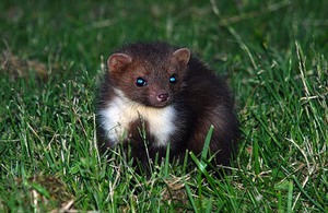 רבייה של מרטן האבן טורף יער - מרטן