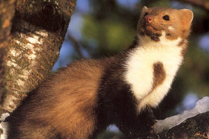 אורח החיים של מרטן האבן בית הגידול של המרטן