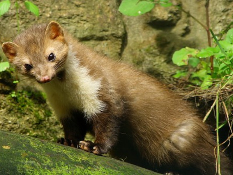 מרטן אבן איך נראה מרטן?