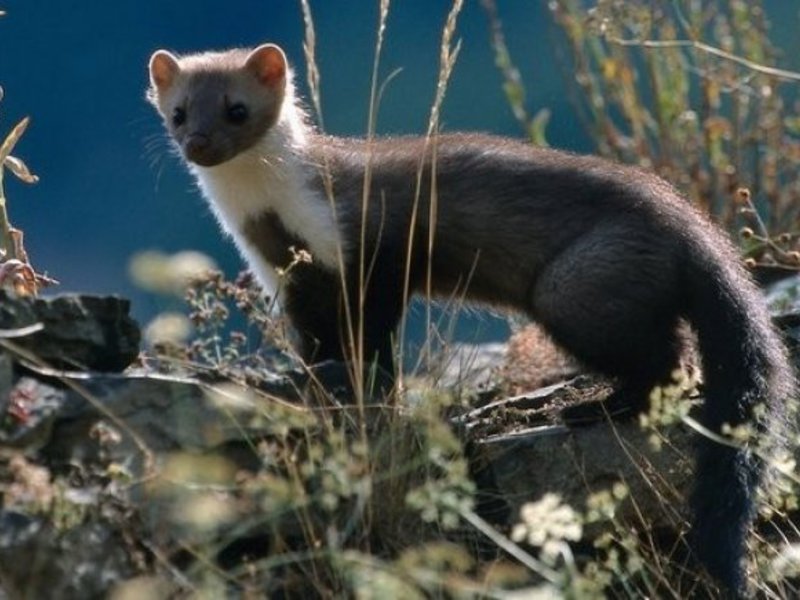 איך נראה מרטן? אורן מרטן