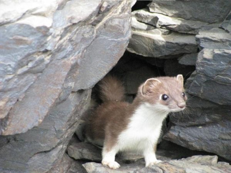 תיאור של מרטן האבן מרטן חיה