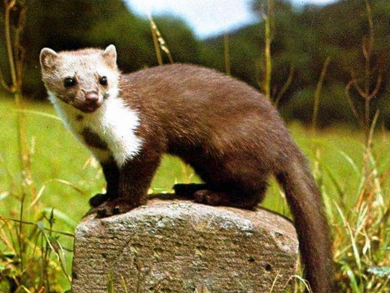 היכן נמצא המרטן? בית הגידול של המרטן