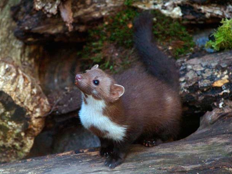 היכן חי המרטן? מרטן חיה