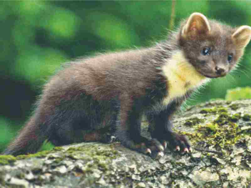 מראהו של מרטן האבן מאפיינים חיצוניים של המרטן