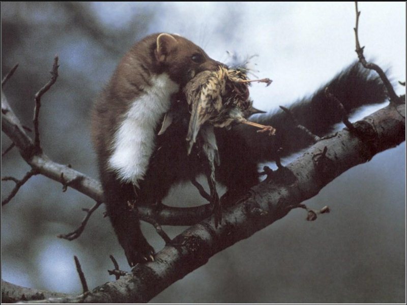 מה אוכל מרטן? תזונת המרטן