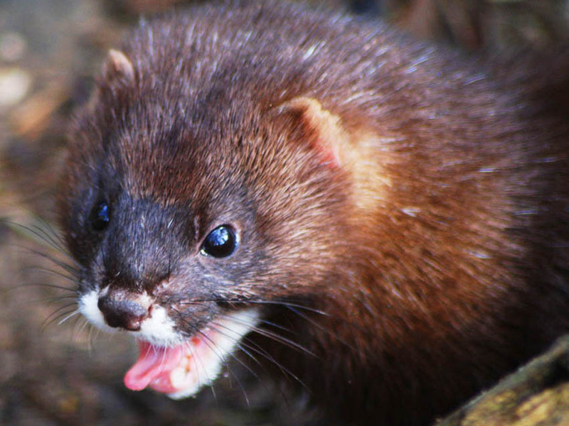 אויביו המסוכנים ביותר של המרטן איך נראה מרטן?