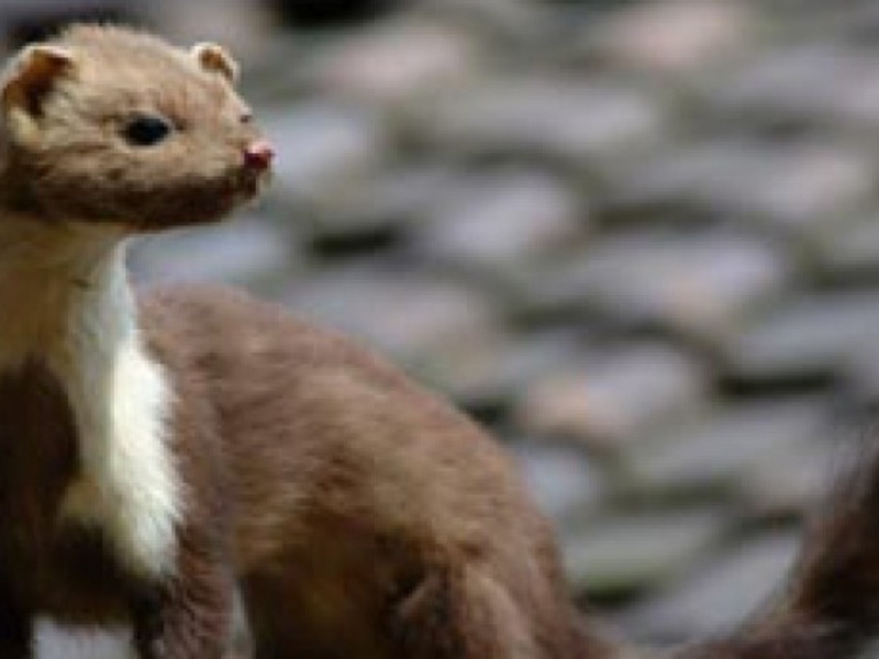 תיאור של המרטן תיאור של המרטן