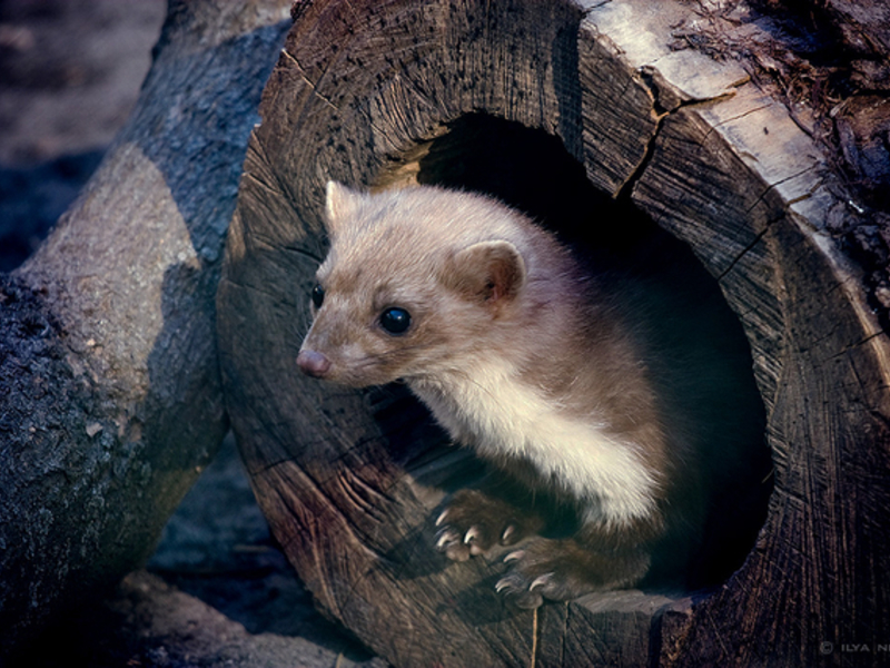 מה אוכל מרטן? אורן מרטן