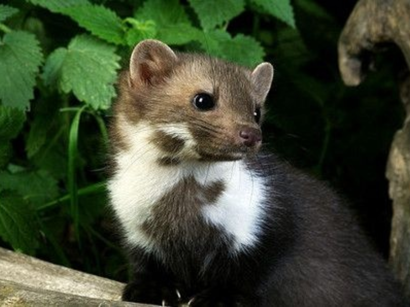 מרטן אבן איך נראה מרטן?