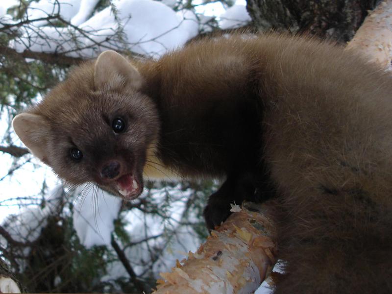 איך חי מרטן? טורף יער - מרטן