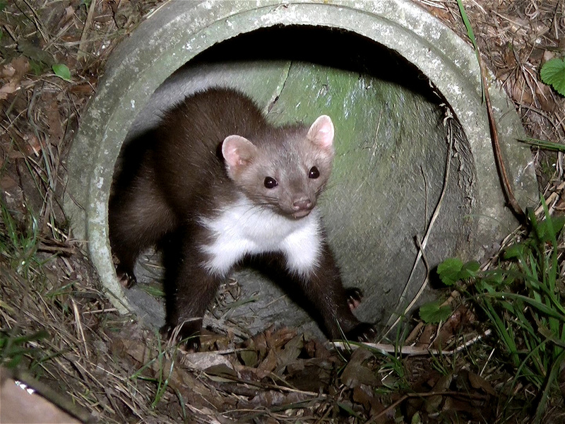 תיאור של המרטן איך נראה מרטן?