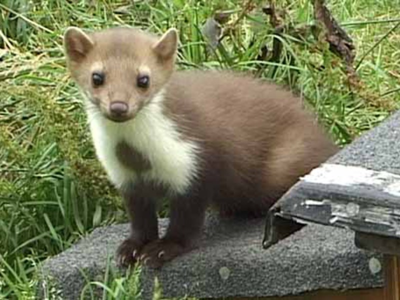 מרטן אבן מרטן חיה