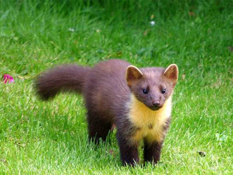 נְמִיָה טורף יער - מרטן