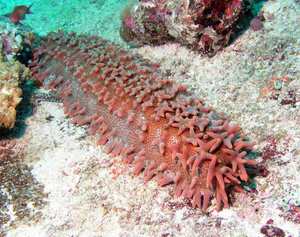 טרפאנג (מלפפון ים): תיאור ותמונה