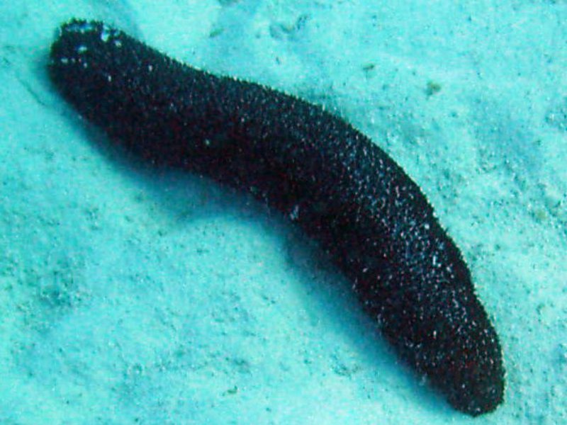 טרפאנג ותיאורו תיאור של יצור הים