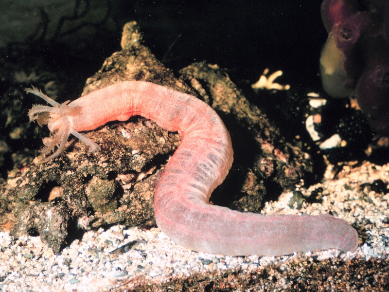 בישול מלפפון ים מנת מלפפון ים