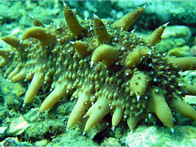 טרפאנג הוא יצור ים. ציד טרפנג