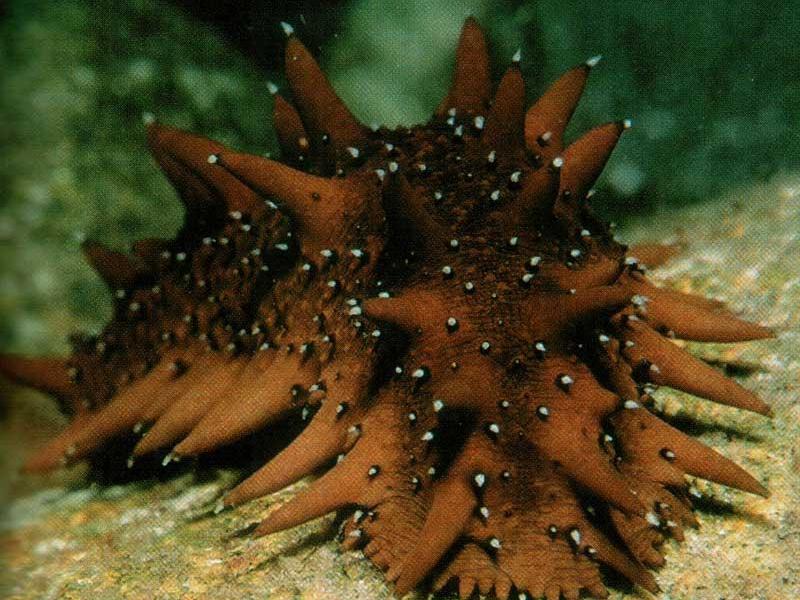 איך לבשל טרפאנג כיצד טרפנג מתרבה?