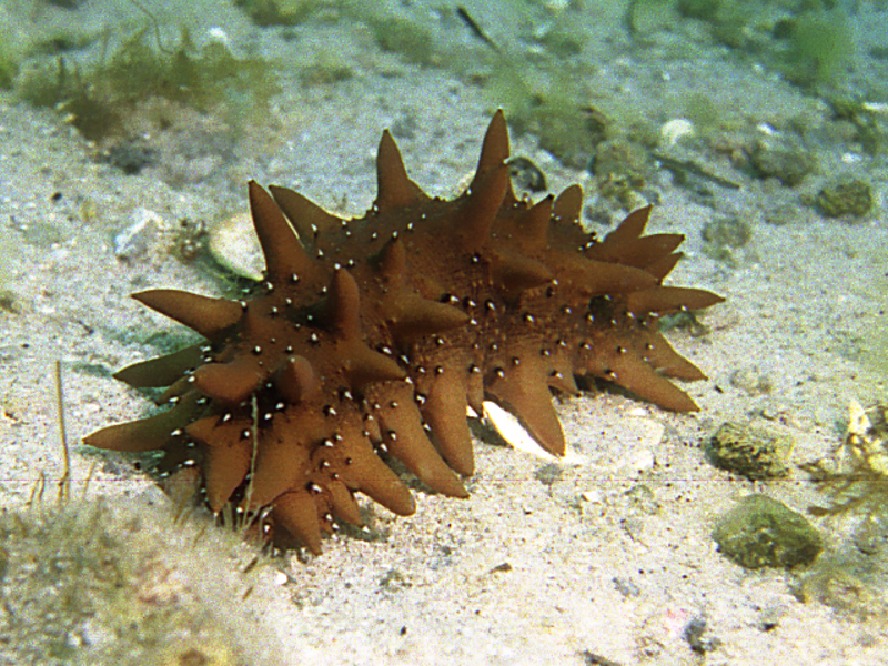 תכונות של מלפפון ים יתרונות מלפפון ים