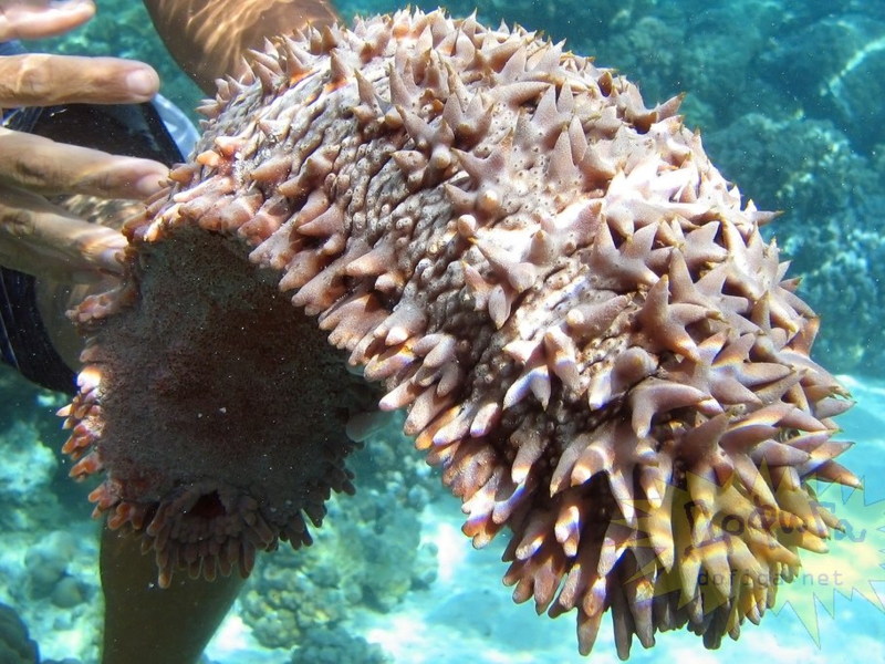 יצור ים טרפאנג הולוטוריה ותיאורה