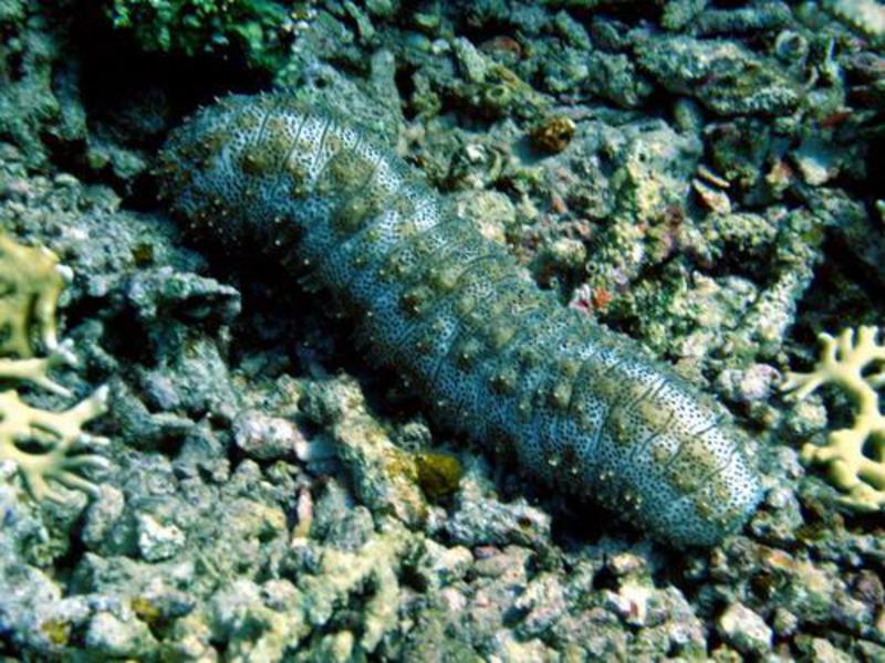 מלפפון ים חום מראהו של מלפפון הים