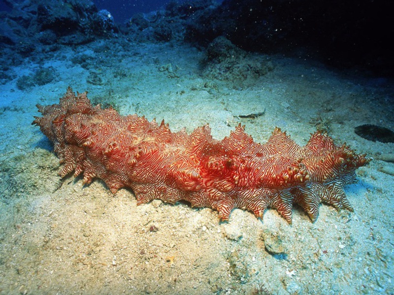 טרפאנג הוא מלפפון ים אכיל. איך לבשל מלפפון ים
