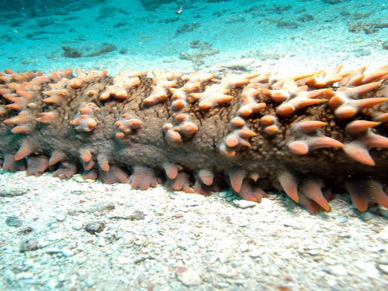 איך להכין מעדן מה אפשר להכין עם מלפפון ים?