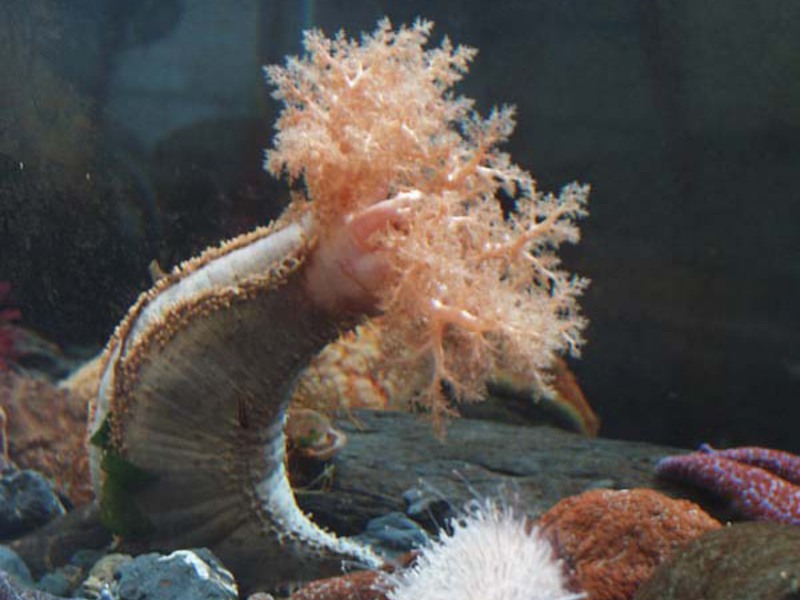 טרפאנג הוא מלפפון ים אכיל. מלפפון ים