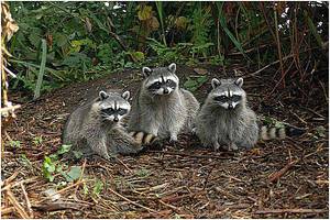 היכן חיים דביבונים ברוסיה ואיזה תכונות יש להם? בתי גידול ומאפיינים של דביבונים