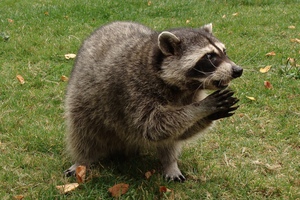 איך נראים דביבונים? תיאור מראה הדביבונים