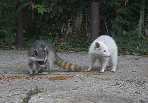 מה אוכלים דביבונים? תזונה של דביבונים מצמחים ובעלי חיים