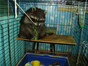 איך לשמור דביבונים בבית מוזרויות של גידול דביבונים בבית