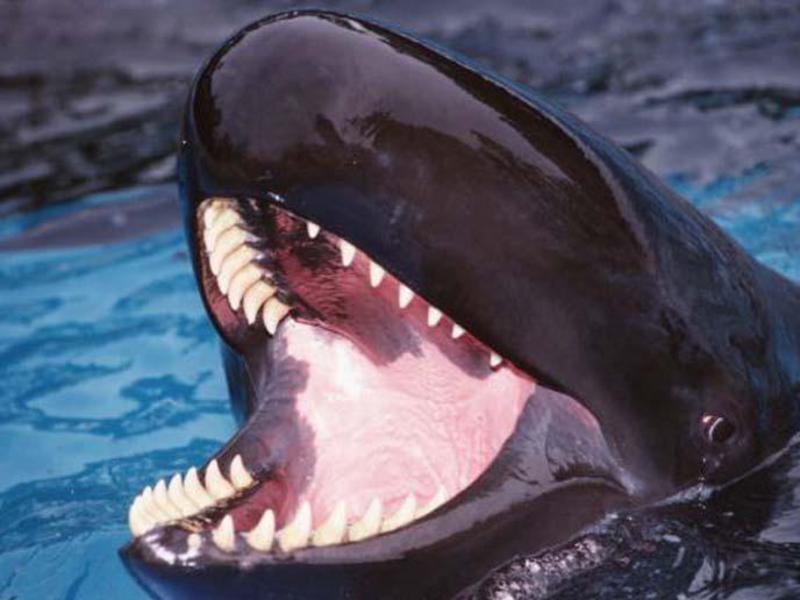 להקת לווייתנים קטלנים צעירים