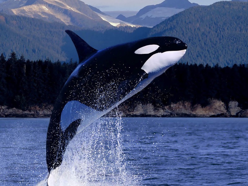 איזה סוג של חיה הוא לוויתן קטלן?