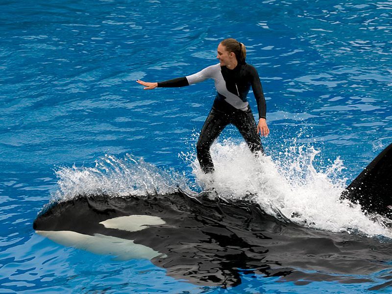 לוויתן קטלן, תושב ים